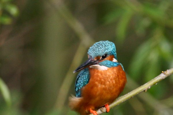 kingfisher-perched-on-willow