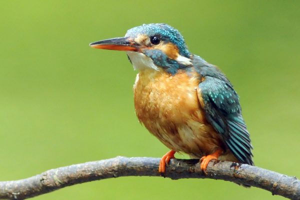 kingfisher-perched-on-twig-green-background