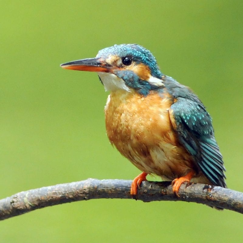 kingfisher-perched-on-twig-green-background