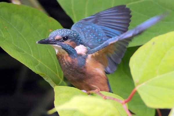 kingfisher-taking-flight