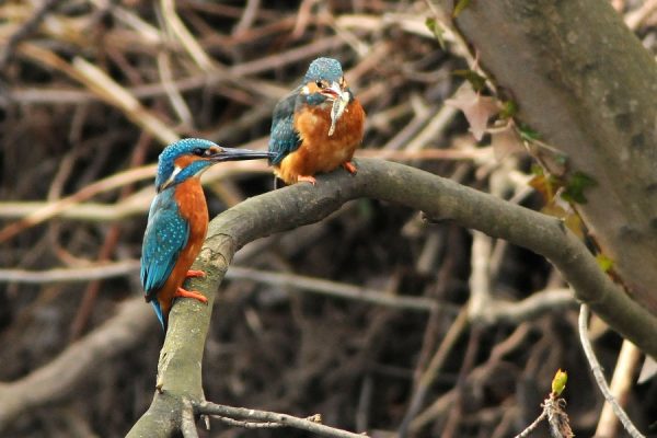 two-kingfisher-perched-on-branch-one-with-fish-prey