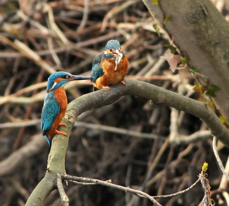 two-kingfisher-perched-on-branch-one-with-fish-prey