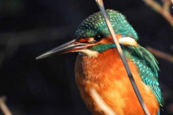 kingfisher-close-up-irridescent-orange-and-blue