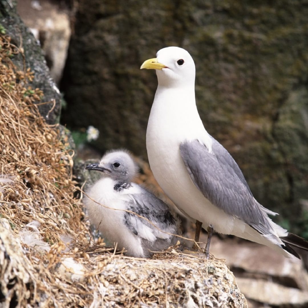 kittiwake-on-nest-with-chick