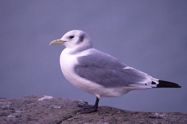 kittiwake-in-winter-plumage-standing-on-rock