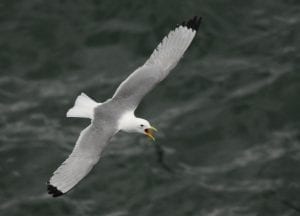 kittiwake-in-flight-sea-background