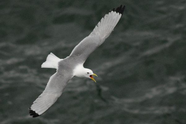 kittiwake-in-flight-sea-background