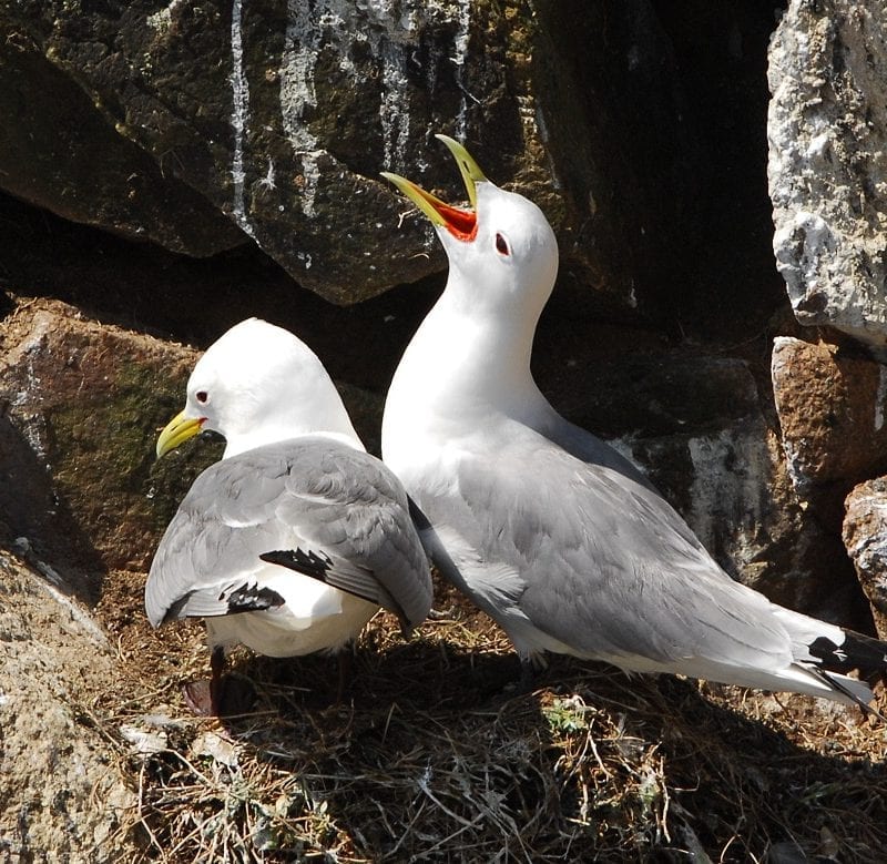 kittiwake-pair-on-nest