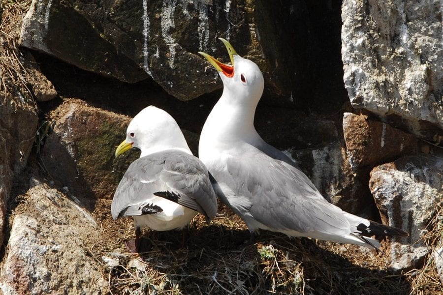 kittiwake-pair-on-nest