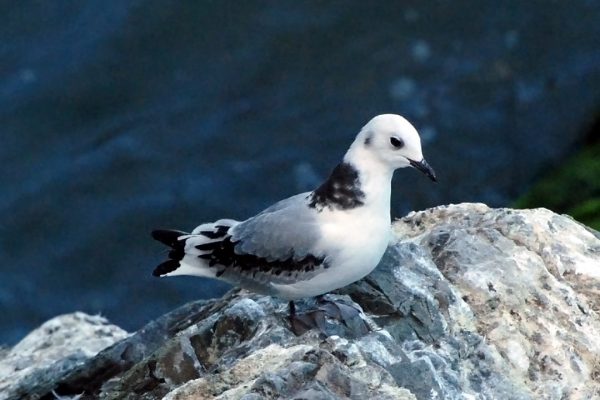 kittiwake-juvenile-on-rock-sea-background