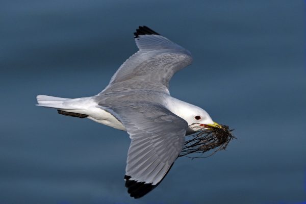 kittiwake-in-flight-with-nest-building-material-in-beak