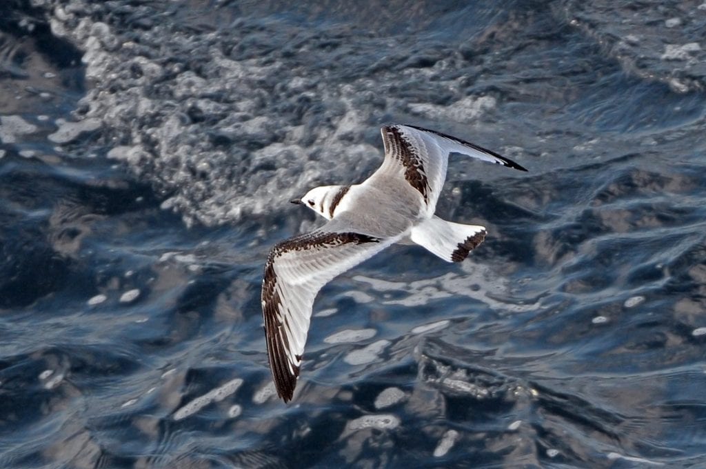 shearwater wildlife tours