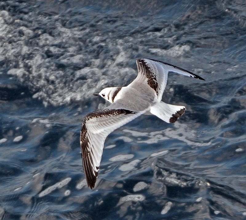 kittiwake-juvenile-in-flight