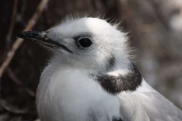 kittiwake-juvenile-close-up