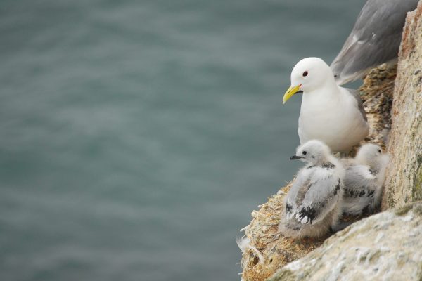 Kittiwake - Rockabill 2014 - B Burke (44)