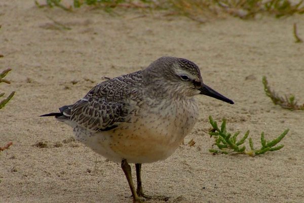 know-wader-standing-on-sand