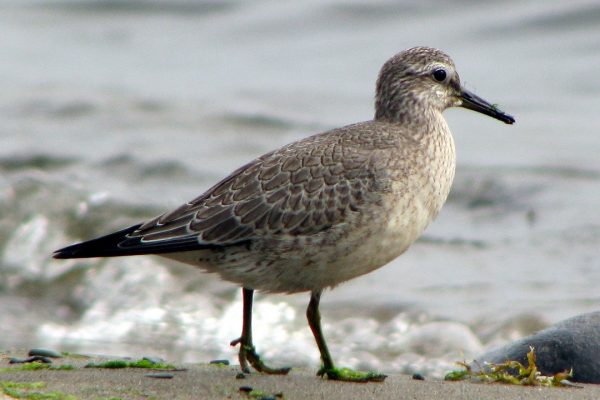 knot-wader-walking-on-beach