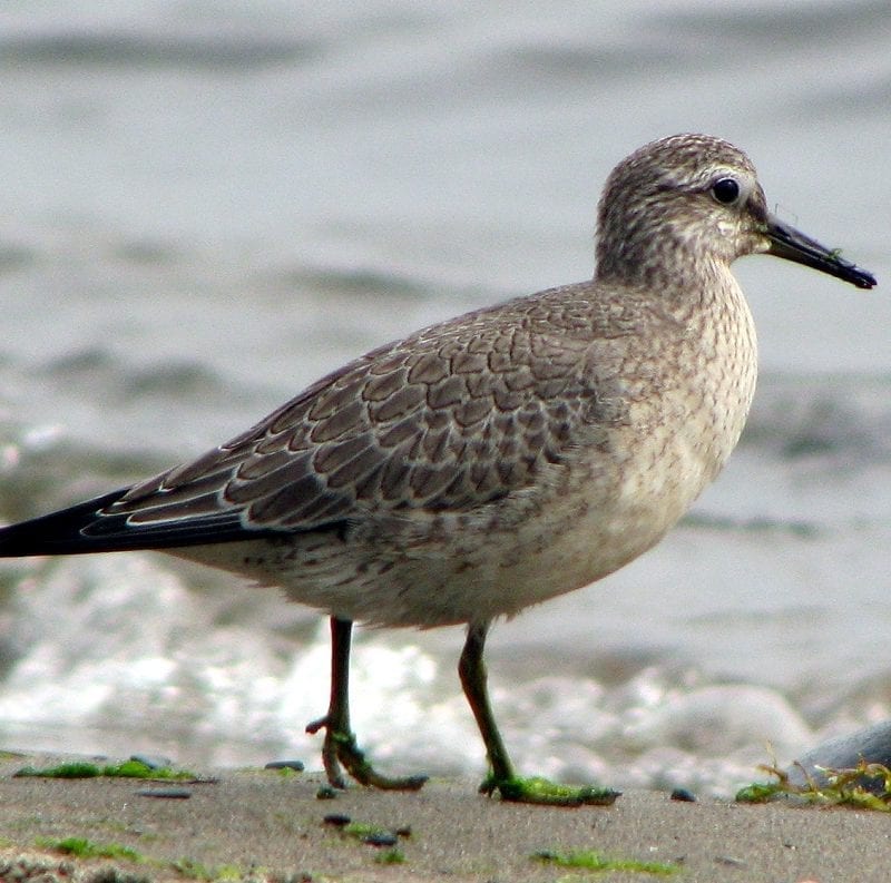 knot-wader-walking-on-beach