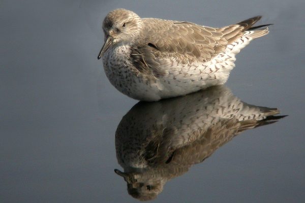 knot-wading-in-water