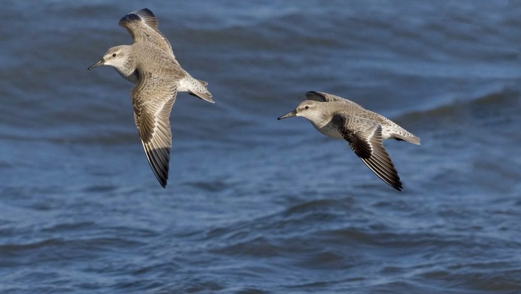 knot-pair-in-flight-over-the-sea