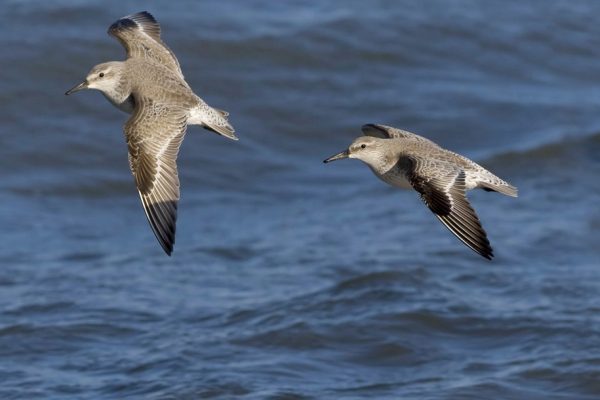 knot-pair-in-flight-over-the-sea