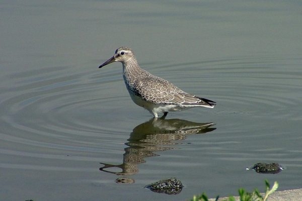 knot-wading-through-water