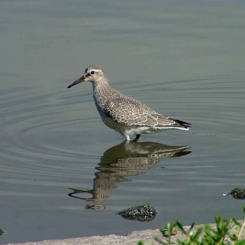 knot-wading-through-water