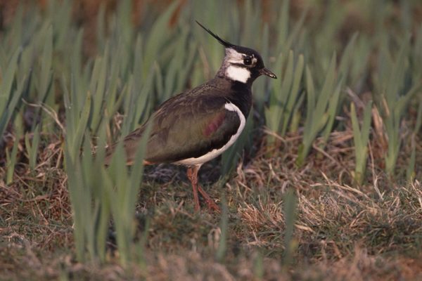 lapwing-walking-through-tall-grass