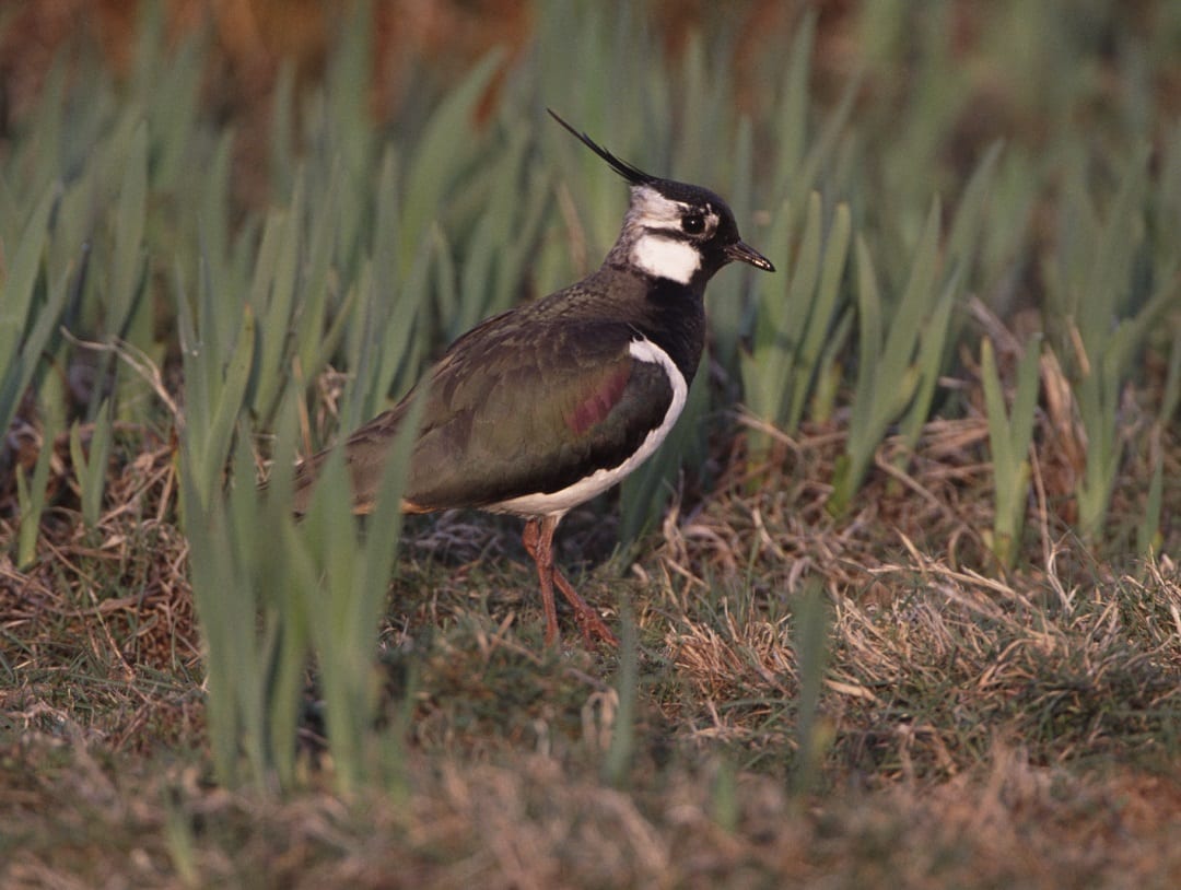 lapwing-walking-through-tall-grass