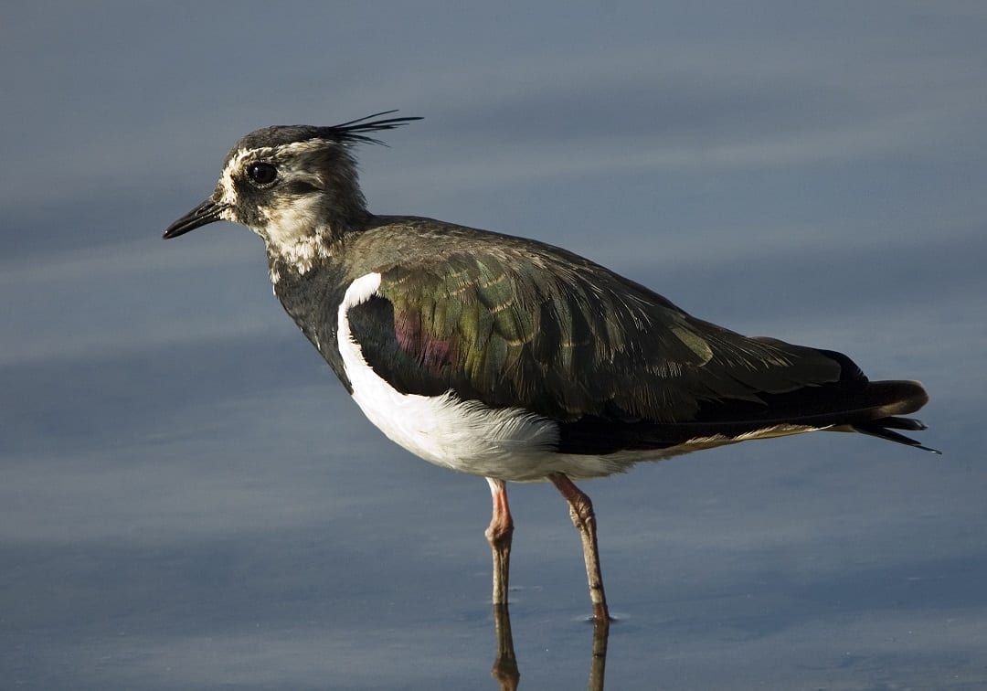 lapwing-standing-in-water