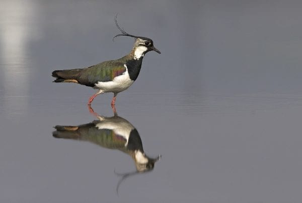 lapwing-wading-with-reflection-on-water