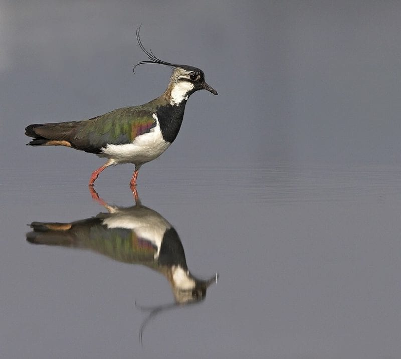 lapwing-wading-with-reflection-on-water