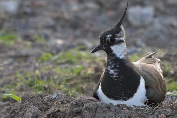 lapwing-sitting-on-scrape