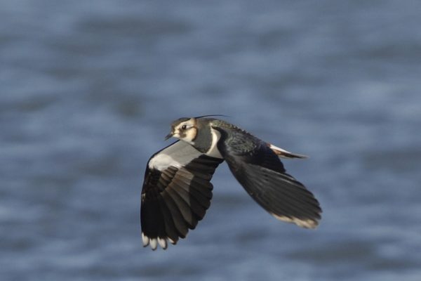 lapwing-in-flight-sea-background