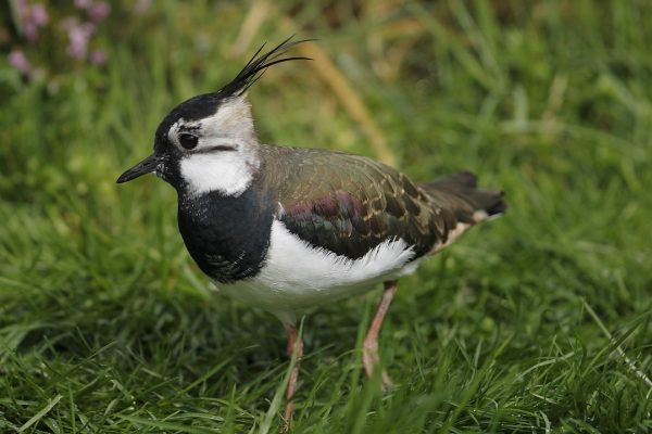 lapwing-juvenile-walking-through-grass