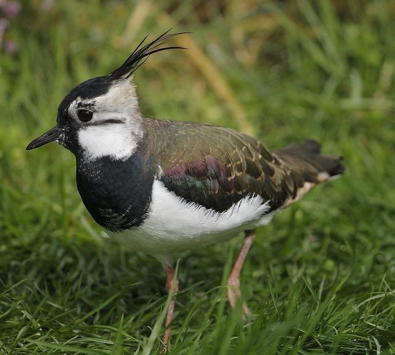 lapwing-juvenile-walking-through-grass