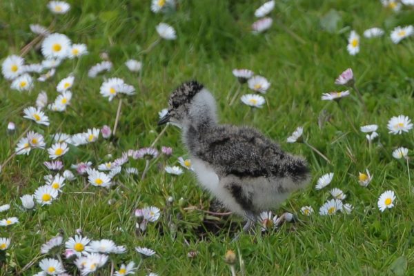 lapwing-chick-walking-through-daisies