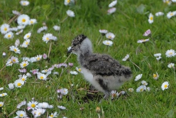 lapwing-chick-walking-through-daisies