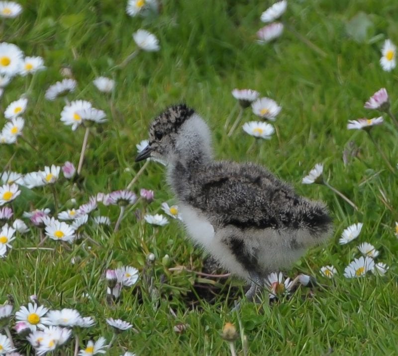 lapwing-chick-walking-through-daisies