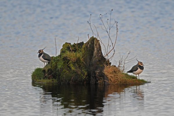 two-lapwings-standing-on-submerged-tree-stump