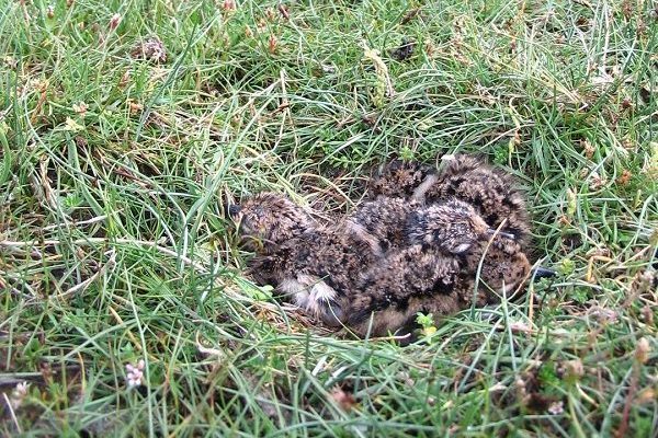 lapwing-chicks-on-nest