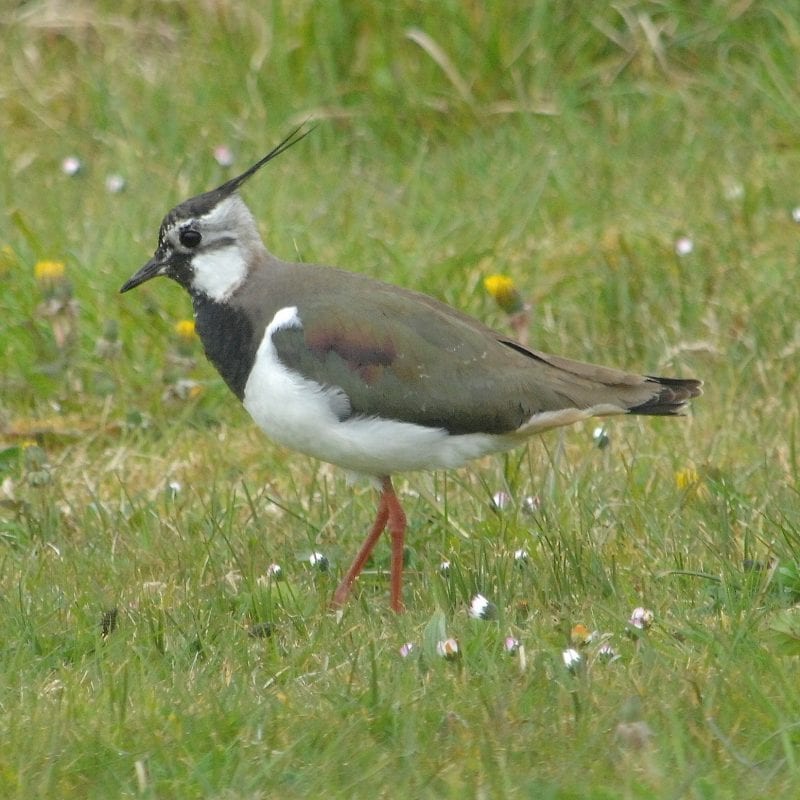 lapwing-in-field