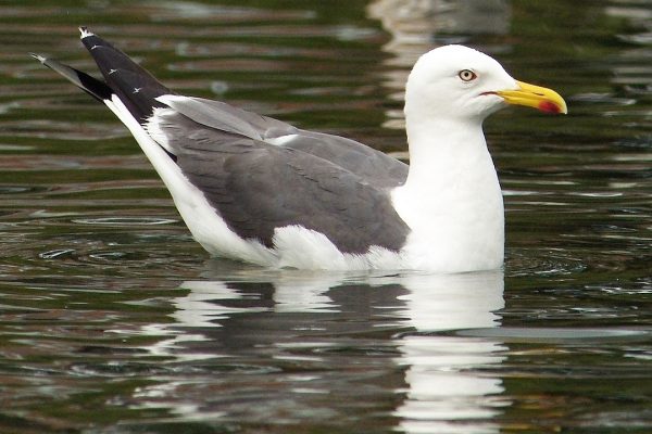 lesser-black-backed-gull-swimming