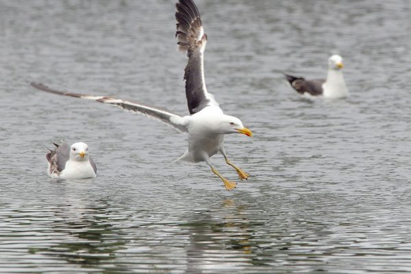 lesser-black-backed-gull-swooping-flight-over-water