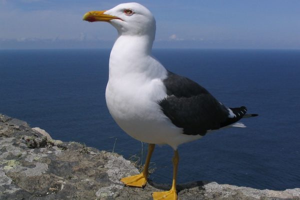 Lesser-black-backed-gull-close-up-standing-on-rock-sea-background