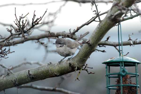 lesser-whitethroat-perched-in-tree