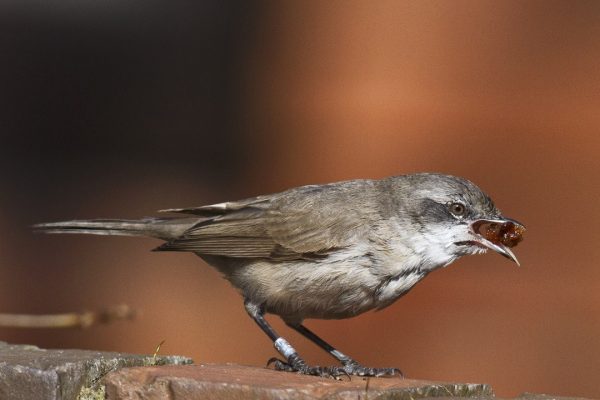 lesser-whitethroat-feeding