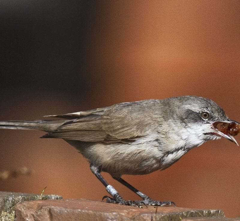 lesser-whitethroat-feeding