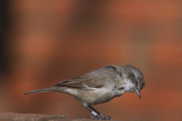 lesser-whitethroat-searching-for-food-in-a-wall