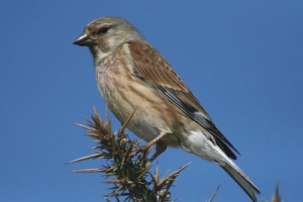 linnet-close-up-perched-on-gorse